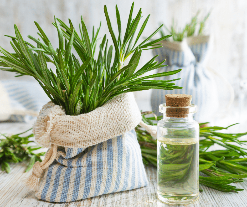 Top 10 Best Uses for Rosemary Essential Oil