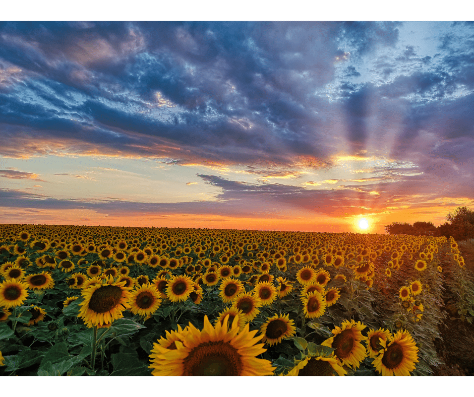 5 Unexpected Skin Benefits From Sunflower Oil