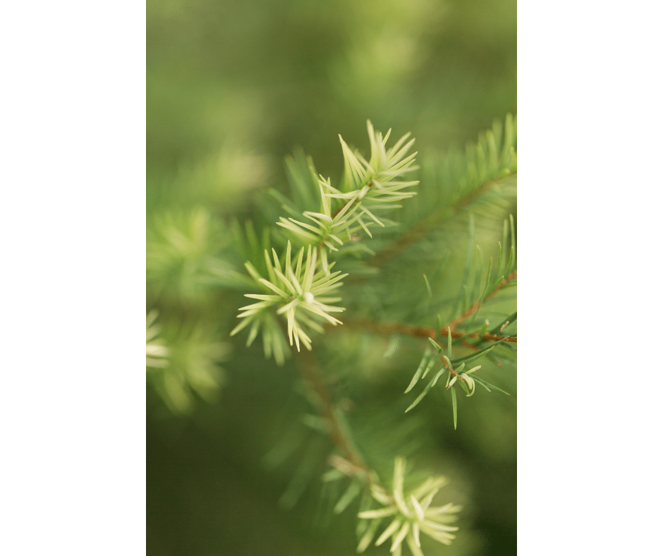 How to Get the Most Out of Tea Tree Oil