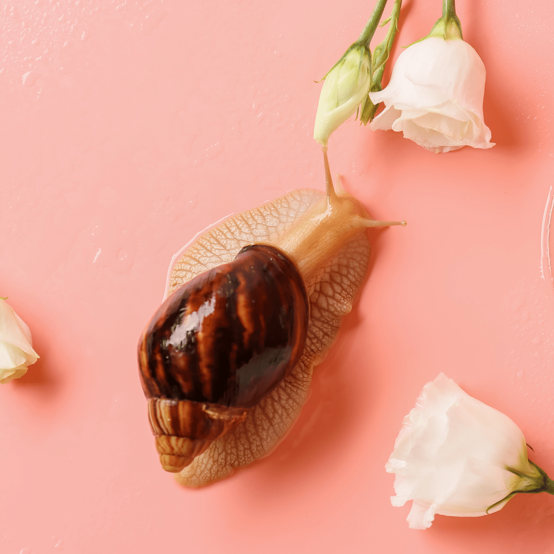 Best Snail Mucin Products
