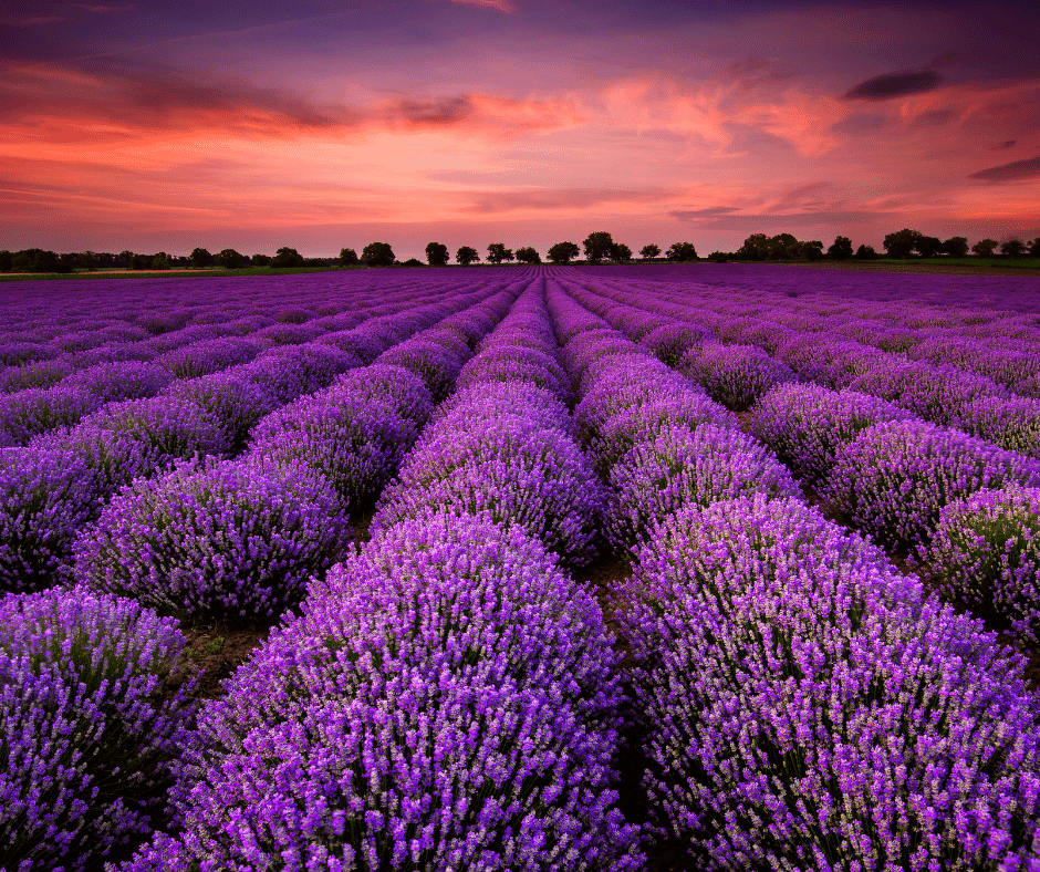 Lavender Fields