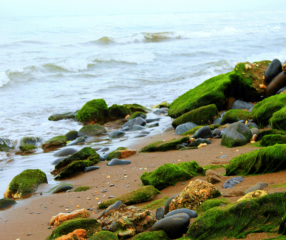 Sea Moss Aging the Right Way with Gummies